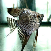 Pterophyllum scalare M Maanvis luipaard